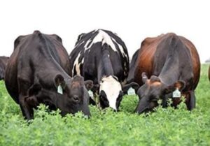 Alfalfa Seeds / Methi Grass / Lucerne Seeds - 1kg - Image 3