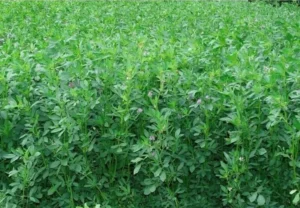 Alfalfa Seeds / Methi Grass / Lucerne Seeds - 1kg