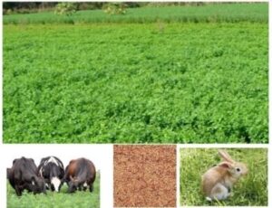 Alfalfa Seeds / Methi Grass / Lucerne Seeds - 1kg - Image 2